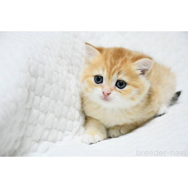 販売中の愛知県のブリティッシュショートヘア-132539の2枚目