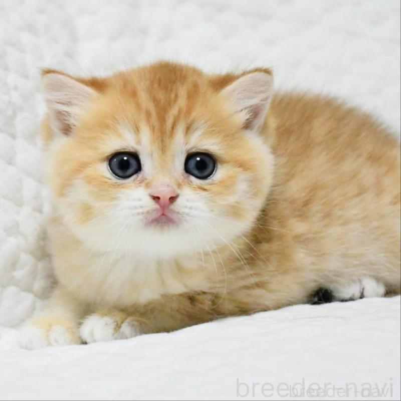 販売中の愛知県のブリティッシュショートヘア-132539