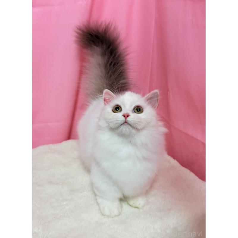 販売中の東京都のミヌエット(短足)-132540の6枚目