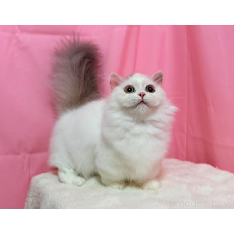 販売中の東京都のミヌエット(短足)-132540