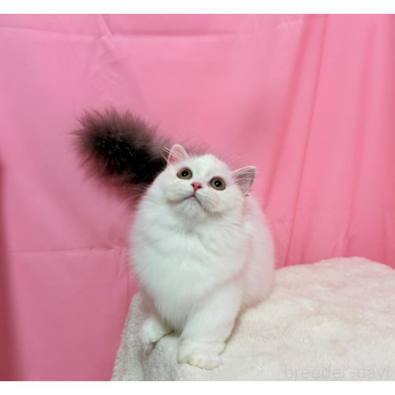 販売中の東京都のミヌエット(短足)-132540の5枚目