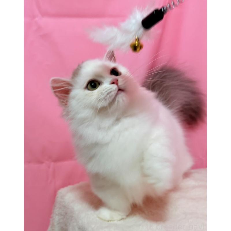 販売中の東京都のミヌエット(短足)-132540の4枚目