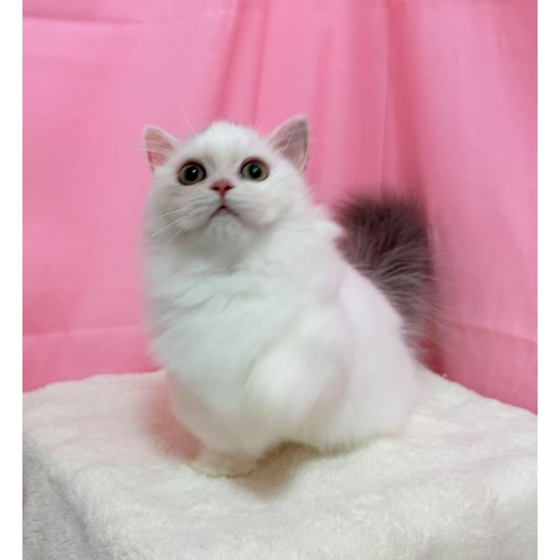 販売中の東京都のミヌエット(短足)-132540の3枚目