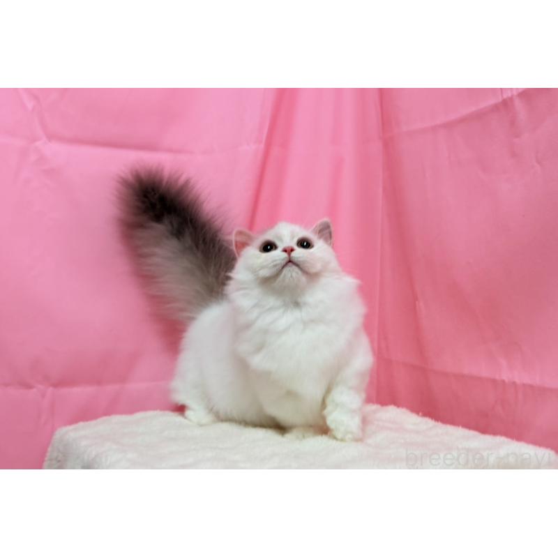 販売中の東京都のミヌエット(短足)-132540の2枚目