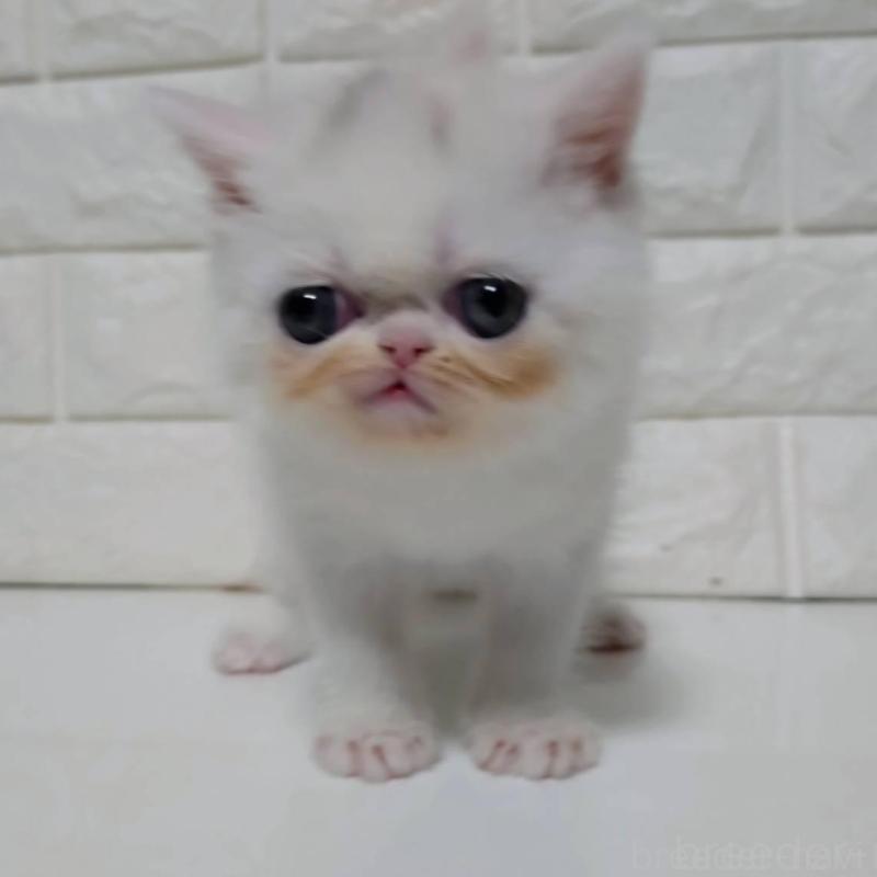 販売中の静岡県のエキゾチックショートヘア-132541の6枚目