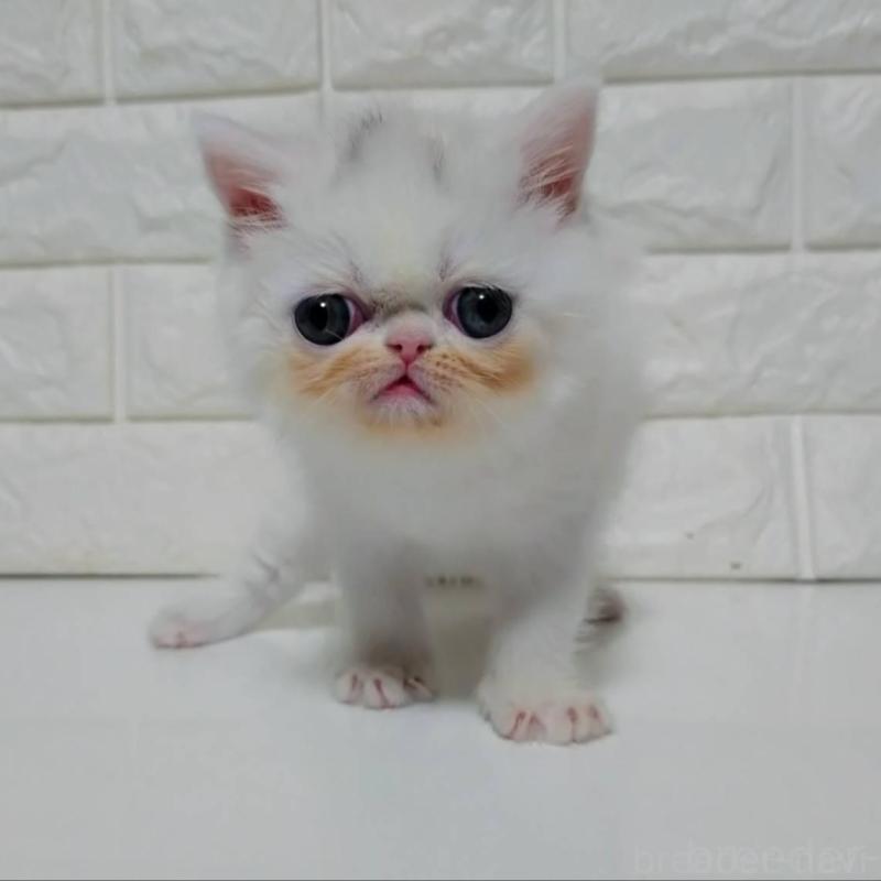 販売中の静岡県のエキゾチックショートヘア-132541の1枚目