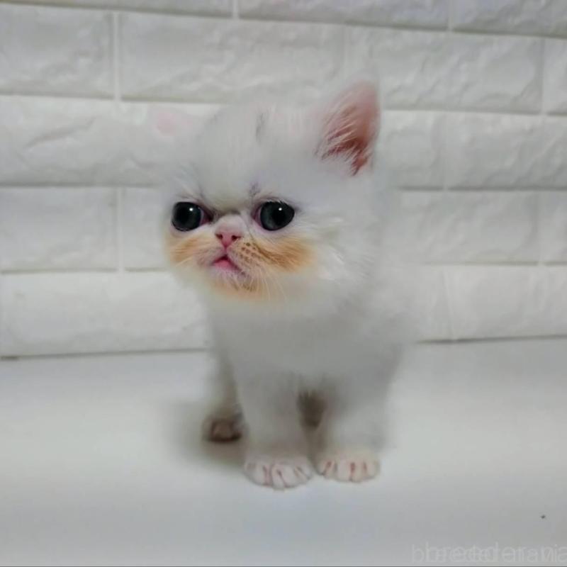 販売中の静岡県のエキゾチックショートヘア-132541の5枚目