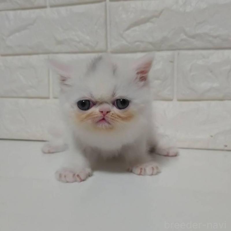 販売中の静岡県のエキゾチックショートヘア-132541の4枚目