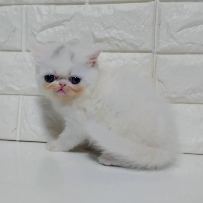 販売中の静岡県のエキゾチックショートヘア-132541の3枚目