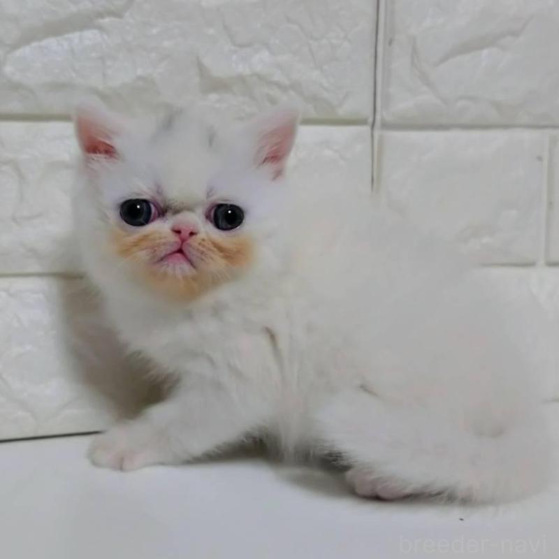 販売中の静岡県のエキゾチックショートヘア-132541の2枚目