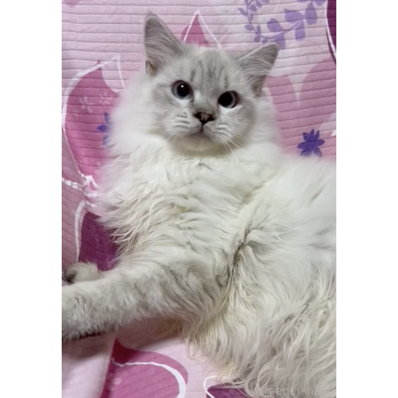 販売中の大阪府のサイベリアン-132542の3枚目