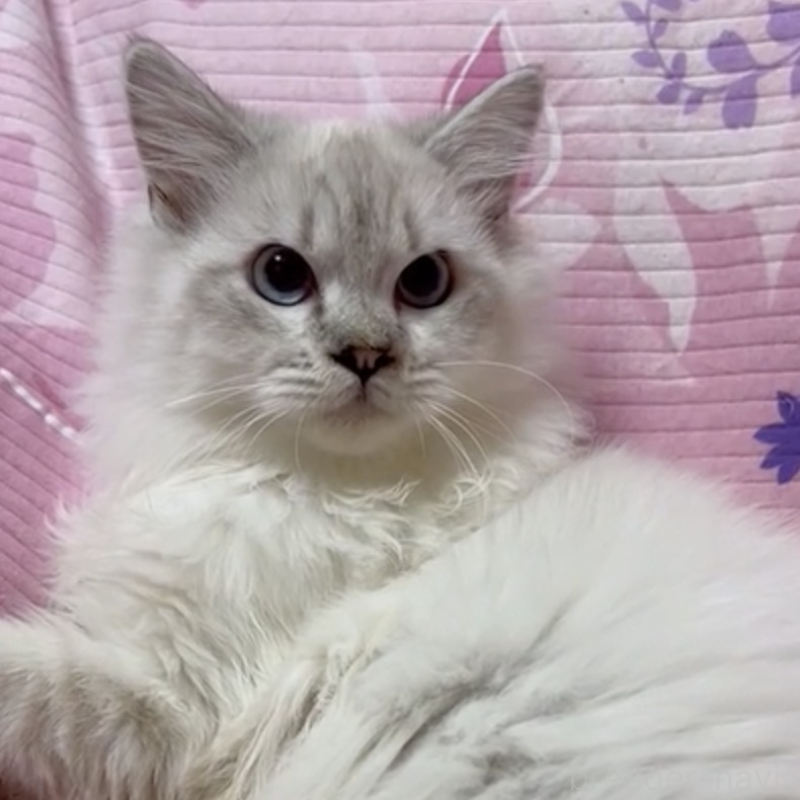 販売中の大阪府のサイベリアン-132542の1枚目