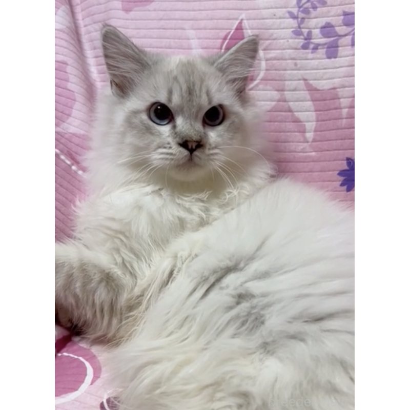 販売中の大阪府のサイベリアン-132542の2枚目