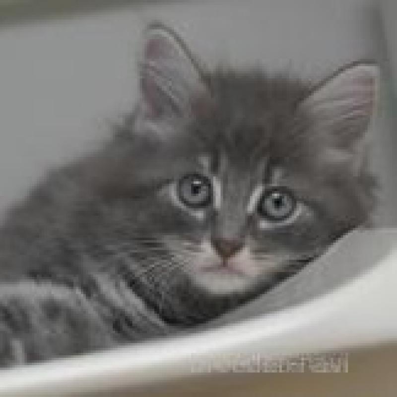 販売中の茨城県のノルウェージャンフォレストキャット-132544の1枚目