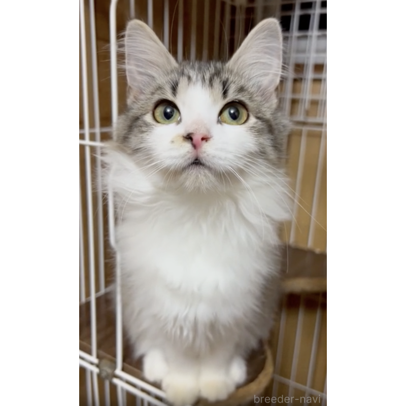 販売中の大阪府のミックス-132543の3枚目