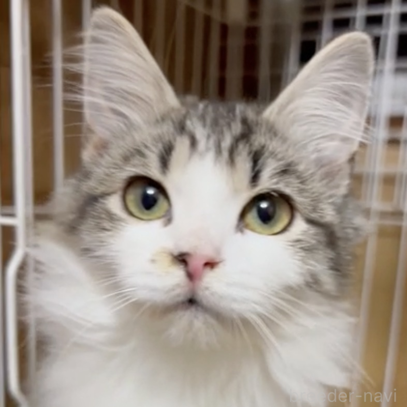 販売中の大阪府のミックス-132543