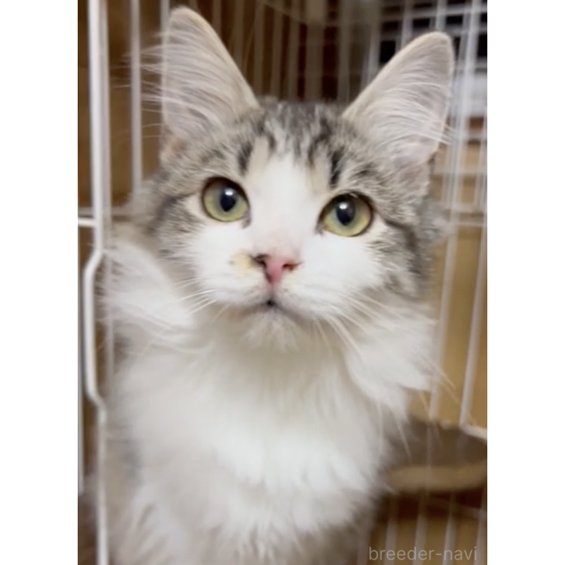 販売中の大阪府のミックス-132543の2枚目