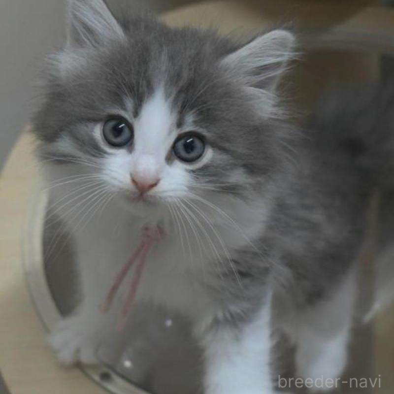 販売中の茨城県のノルウェージャンフォレストキャット-132545の1枚目
