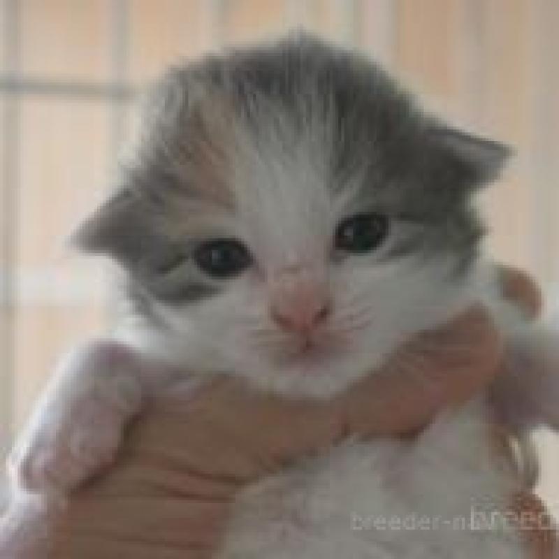 販売中の茨城県のノルウェージャンフォレストキャット-132546の3枚目