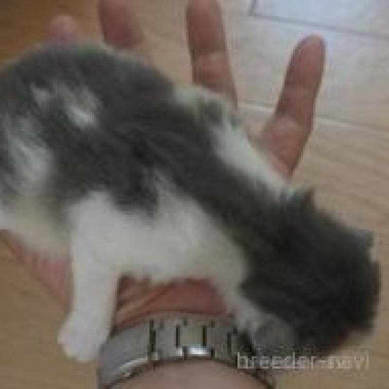 販売中の茨城県のノルウェージャンフォレストキャット-132546の2枚目