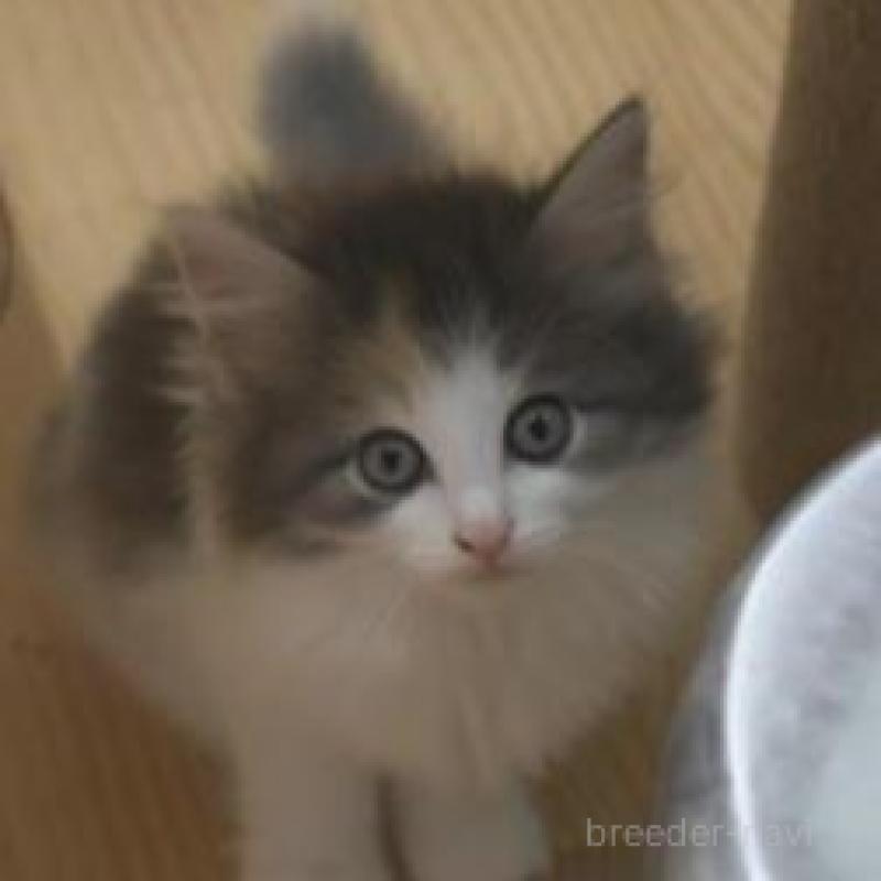 販売中の茨城県のノルウェージャンフォレストキャット-132546の1枚目