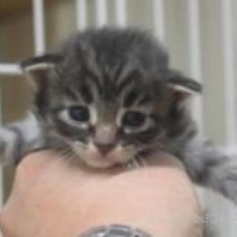 販売中の茨城県のノルウェージャンフォレストキャット-132548の3枚目