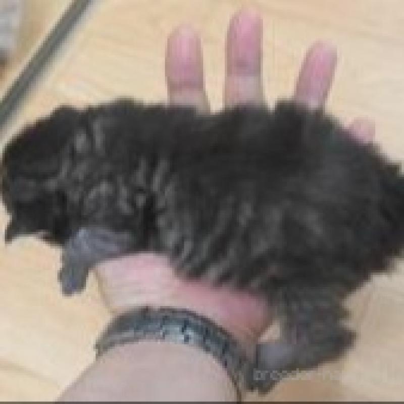 販売中の茨城県のノルウェージャンフォレストキャット-132548の2枚目