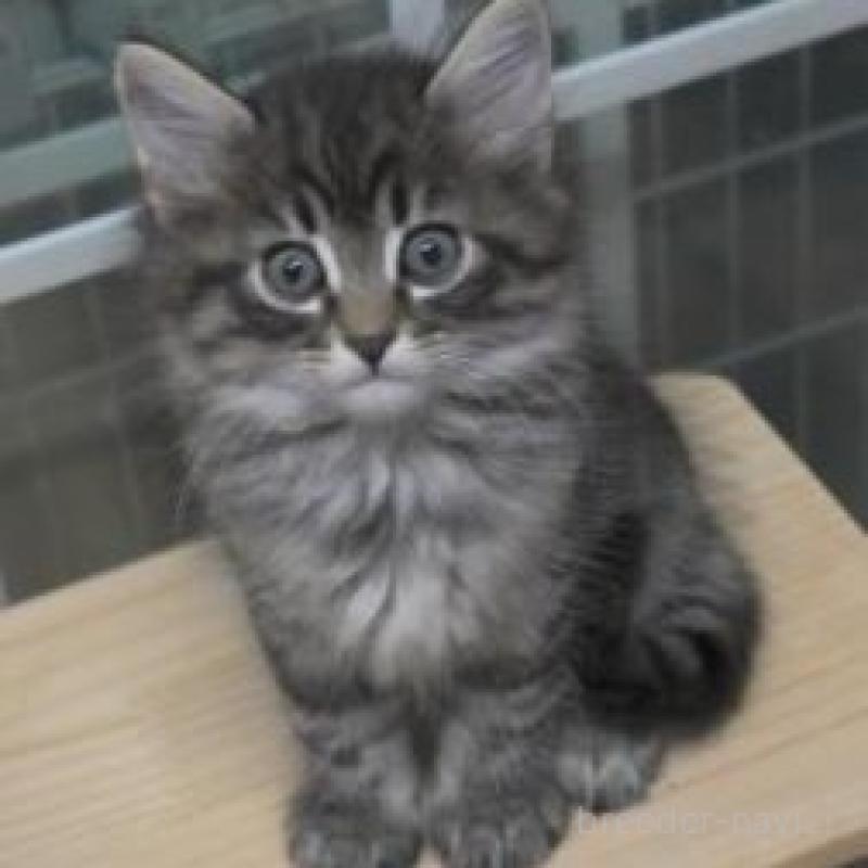 販売中の茨城県のノルウェージャンフォレストキャット-132548