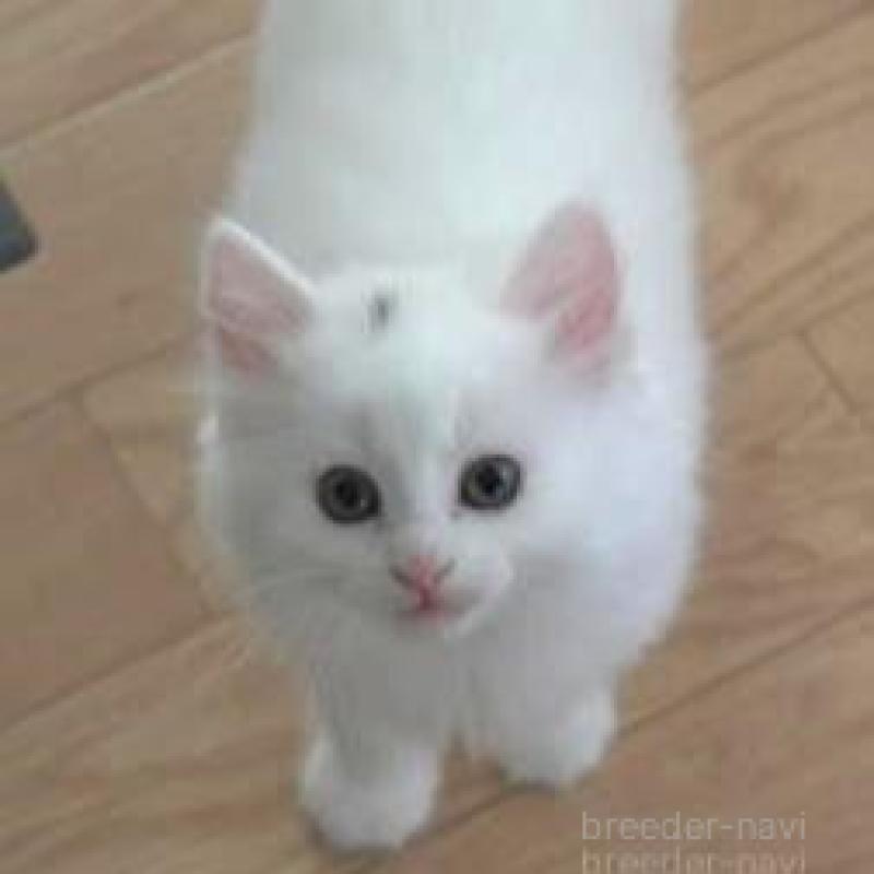 販売中の茨城県のノルウェージャンフォレストキャット-132550