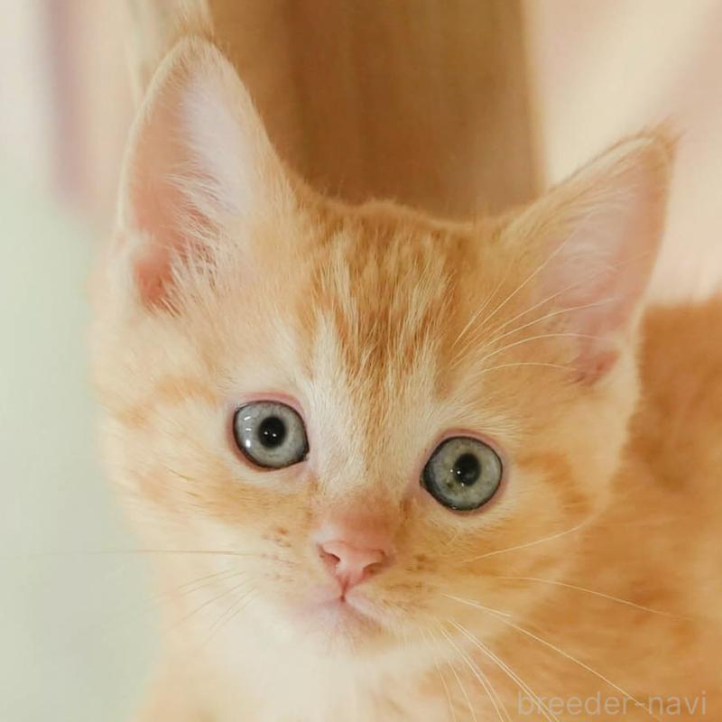 販売中の神奈川県のマンチカン-132552の1枚目