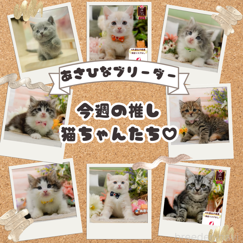 販売中の神奈川県のマンチカン-132552の3枚目