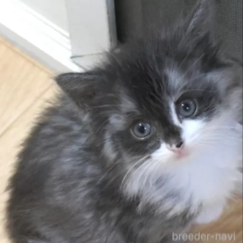 販売中の茨城県のノルウェージャンフォレストキャット-132551の1枚目