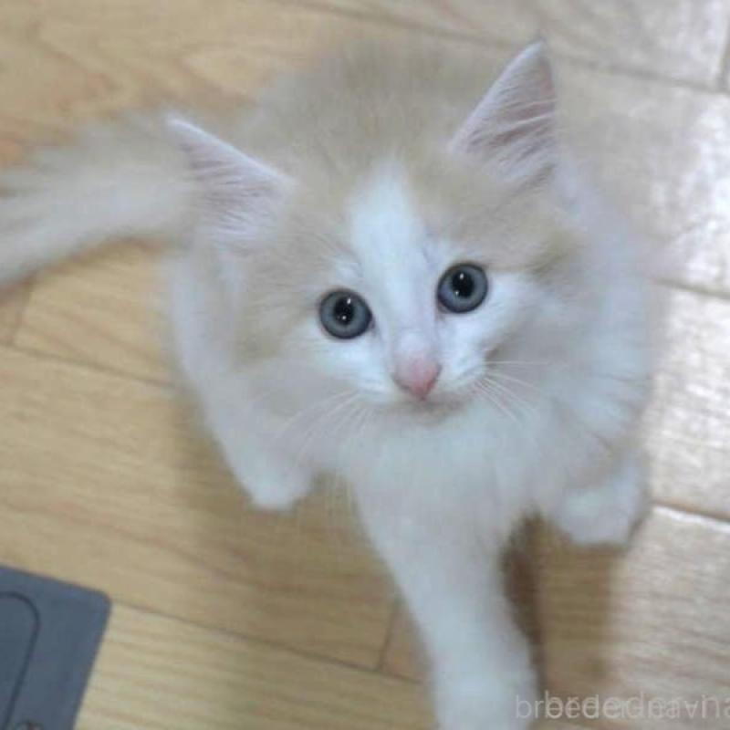 販売中の茨城県のノルウェージャンフォレストキャット-132554