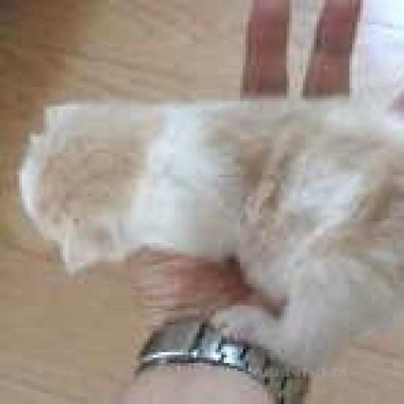 販売中の茨城県のノルウェージャンフォレストキャット-132554の3枚目