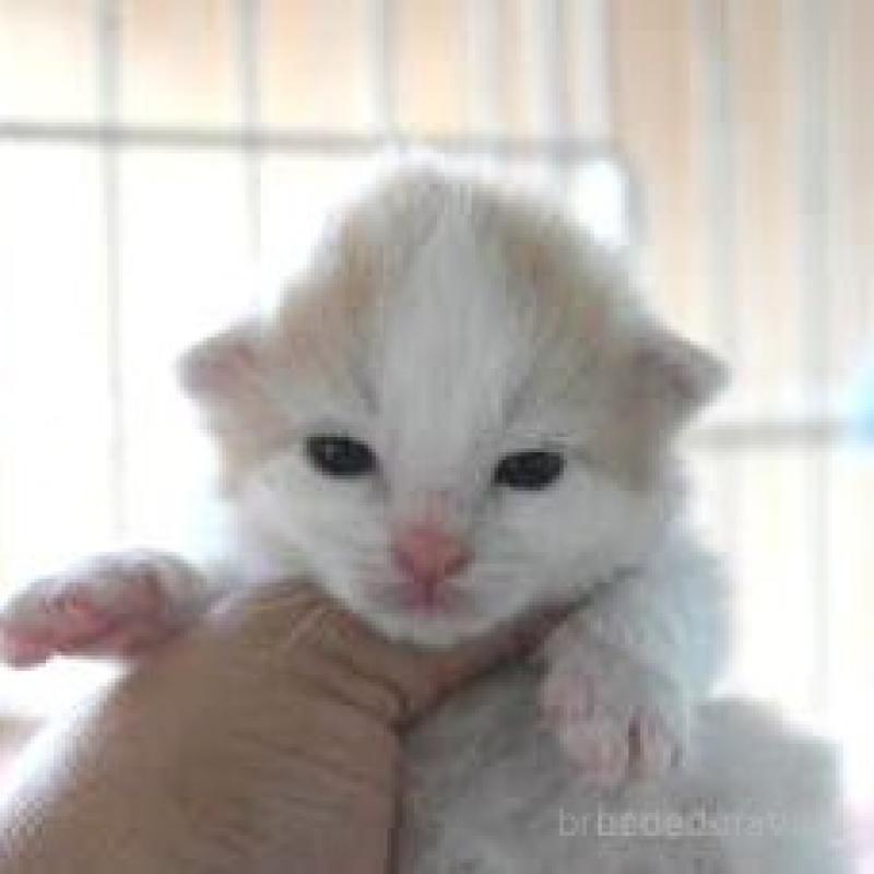 販売中の茨城県のノルウェージャンフォレストキャット-132554の2枚目