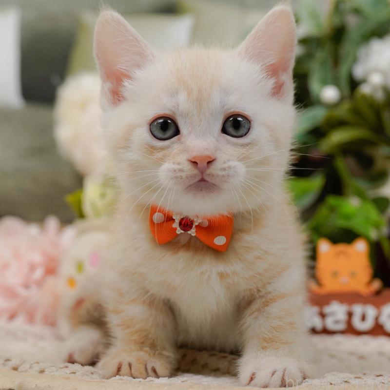 販売中の神奈川県のマンチカン-132556