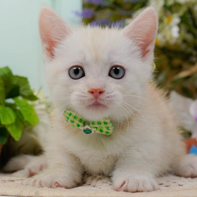 販売中の神奈川県のマンチカン-132557