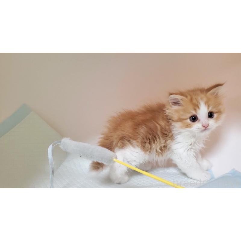 販売中の大阪府のマンチカン-132558の10枚目