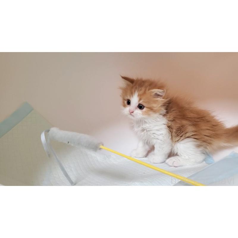 販売中の大阪府のマンチカン-132558の11枚目