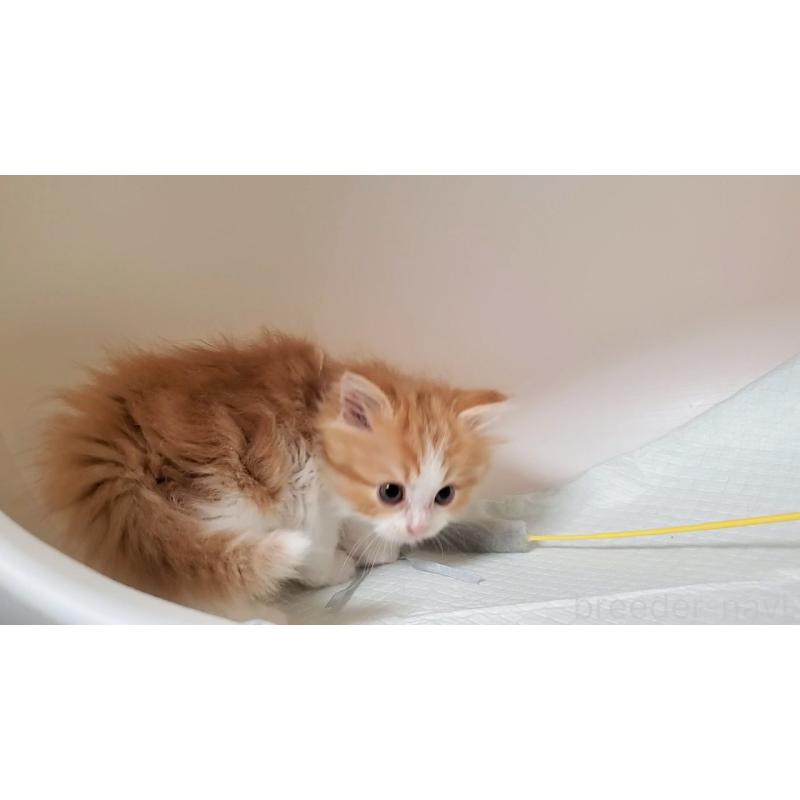 販売中の大阪府のマンチカン-132558の9枚目