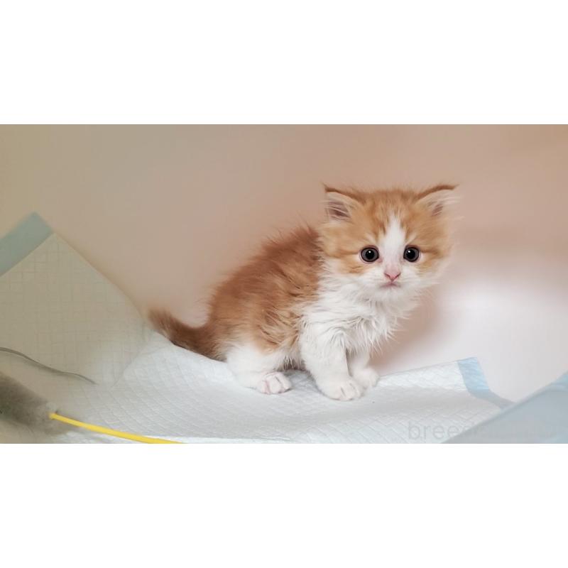 販売中の大阪府のマンチカン-132558の8枚目