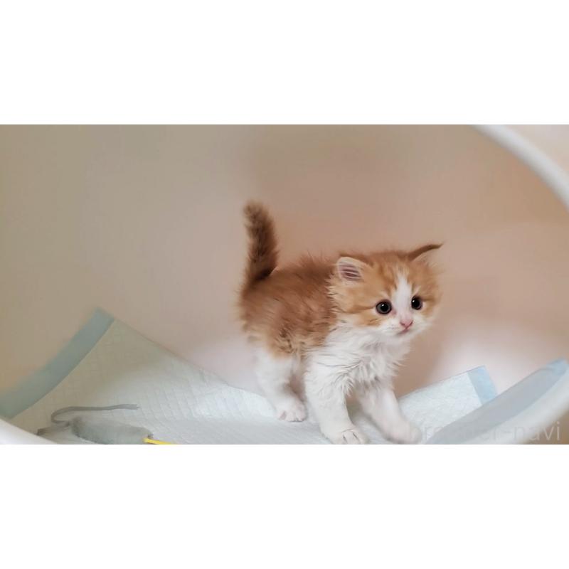 販売中の大阪府のマンチカン-132558の6枚目