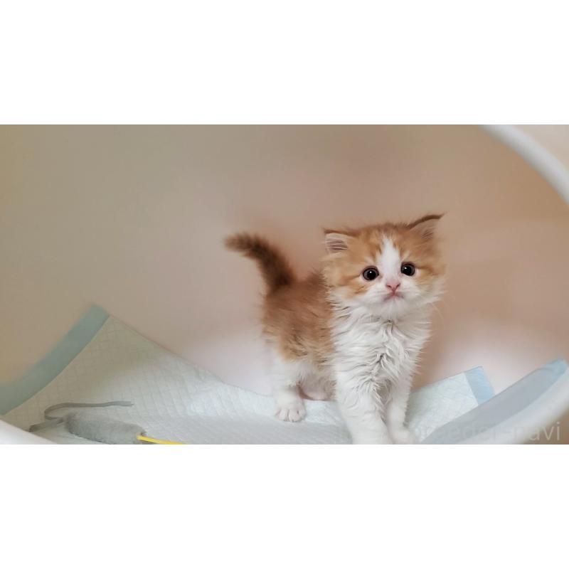 販売中の大阪府のマンチカン-132558の7枚目