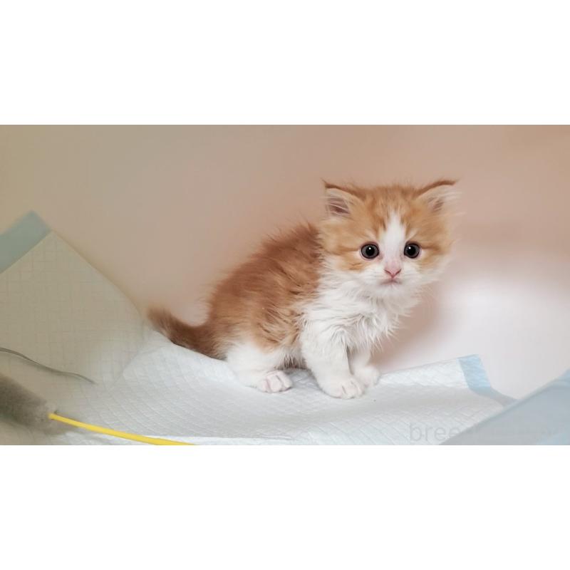 販売中の大阪府のマンチカン-132558の5枚目