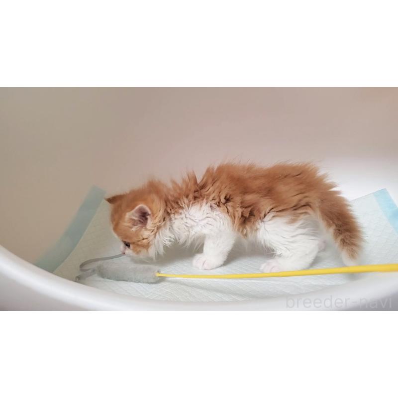 販売中の大阪府のマンチカン-132558の4枚目