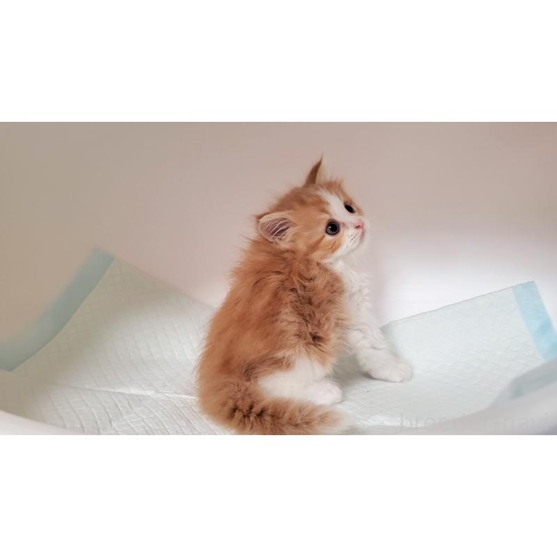 販売中の大阪府のマンチカン-132558の3枚目