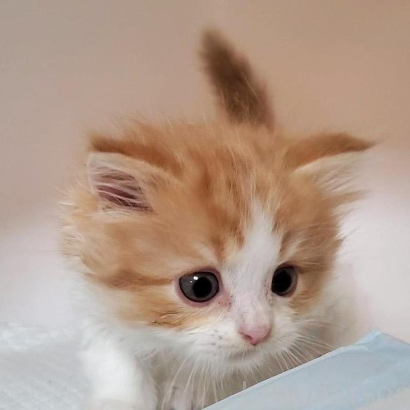 販売中の大阪府のマンチカン-132558の2枚目