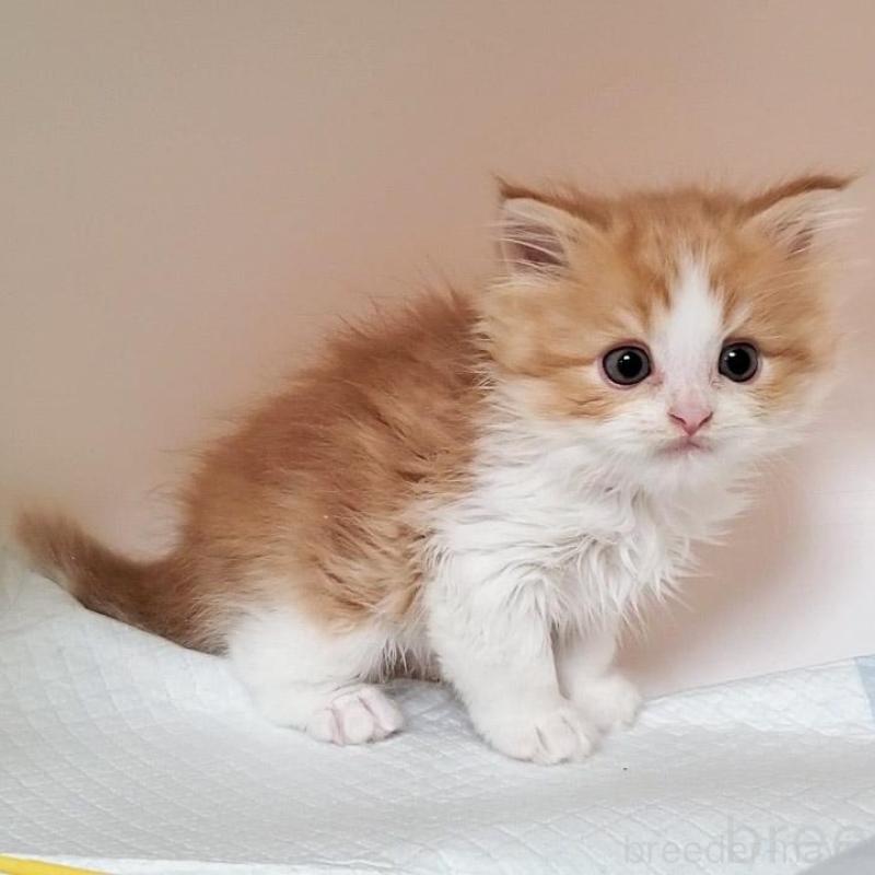 販売中の大阪府のマンチカン-132558