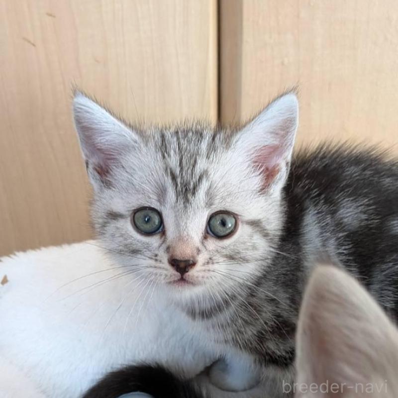 販売中の神奈川県のアメリカンショートヘア-132560の2枚目