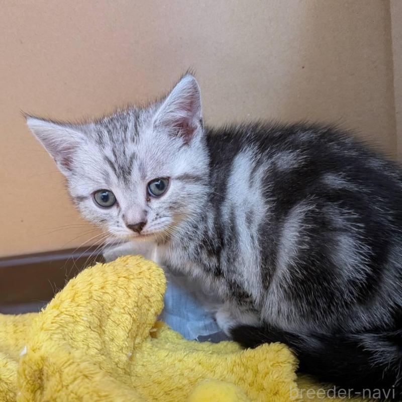 販売中の神奈川県のアメリカンショートヘア-132560の1枚目